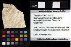 Foto (Objket + Etiketten) von Gastrosacus limacurvus (Robins, 2013) 